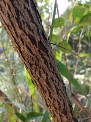 Glochidion harveyanum