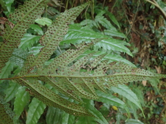 Tectaria phaeocaulis