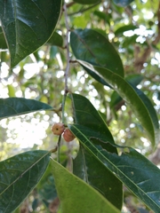 Glochidion harveyanum