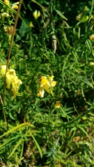 Linaria vulgaris