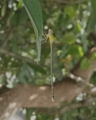 Pseudagrion microcephalum