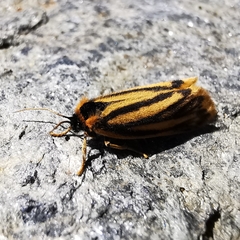 Setina aurita