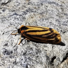 Setina aurita