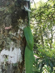 Vanilla planifolia