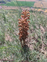 Phelipanche arenaria