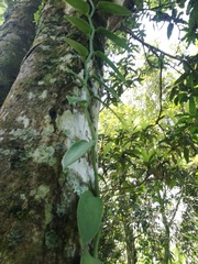 Vanilla planifolia