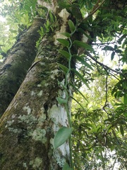 Vanilla planifolia