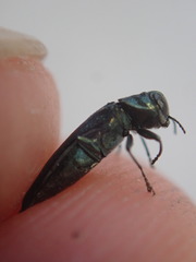 Agrilus suvorovi