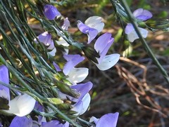 Psoralea pullata