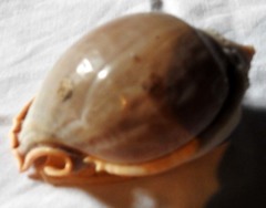Littorinimorpha