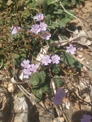 Limonium sommierianum