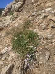 Limonium sommierianum