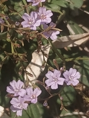 Limonium sommierianum