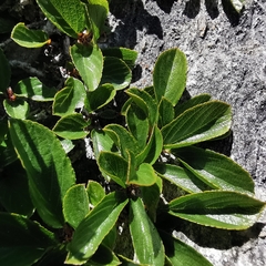 Rhamnus pumila