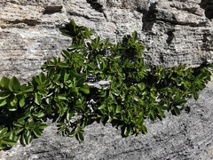Rhamnus pumila