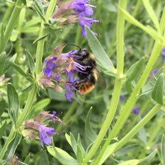 Bombus ruderarius