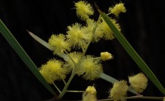 Acacia iteaphylla