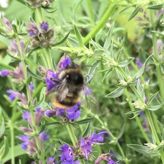 Bombus ruderarius