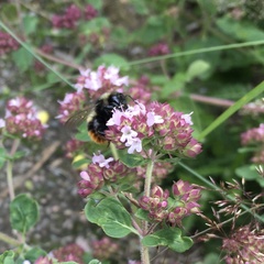 Bombus ruderarius