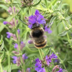 Bombus ruderarius