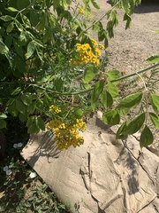 Tanacetum vulgare