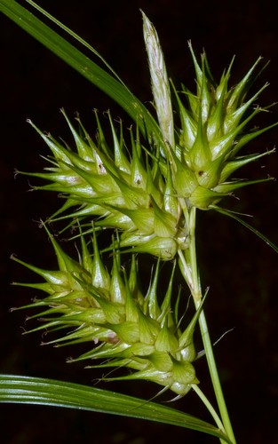 Photograph of Carex lupulina