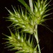 Carex lupulina - Photo (c) J. Richard Abbott, osa oikeuksista pidätetään (CC BY-NC), lähettänyt J. Richard Abbott