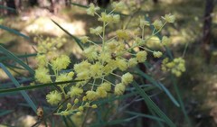 Acacia iteaphylla