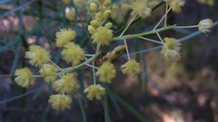 Acacia iteaphylla