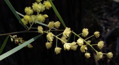 Acacia iteaphylla
