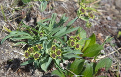 Bupleurum triradiatum