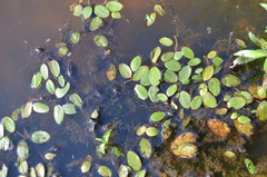 Potamogeton diversifolius