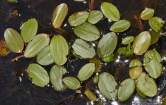 Potamogeton diversifolius