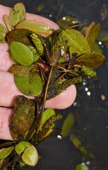 Potamogeton diversifolius