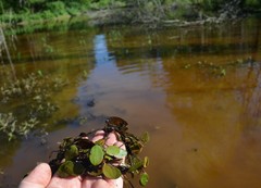 Potamogeton diversifolius