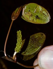 Potamogeton diversifolius