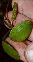 Potamogeton diversifolius