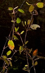 Potamogeton diversifolius