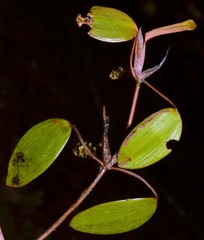Potamogeton diversifolius