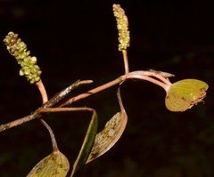 Potamogeton diversifolius
