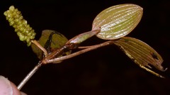 Potamogeton diversifolius