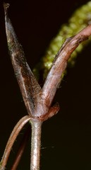 Potamogeton diversifolius