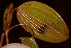 Potamogeton diversifolius