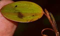 Potamogeton diversifolius