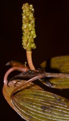 Potamogeton diversifolius
