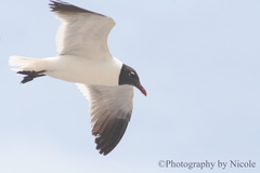 Leucophaeus atricilla