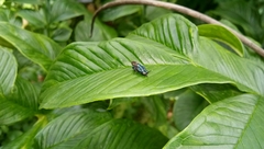 Stratiomyidae