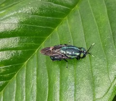 Stratiomyidae