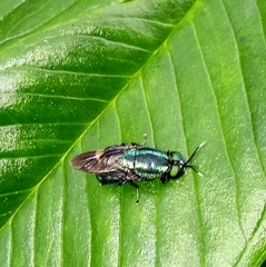 Stratiomyidae