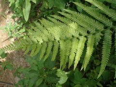 Microlepia substrigosa